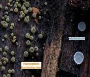 Weißes Haarbecherchen, Foto 10