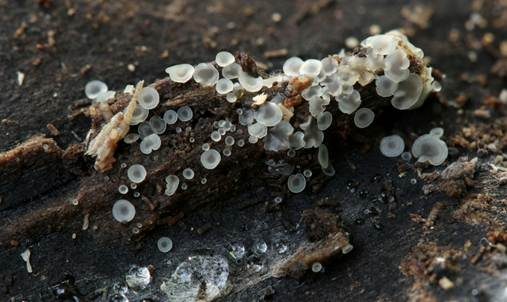 Weißes Knopfbecherchen, Foto 2