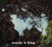 Weißes Netzpolster, Foto 16