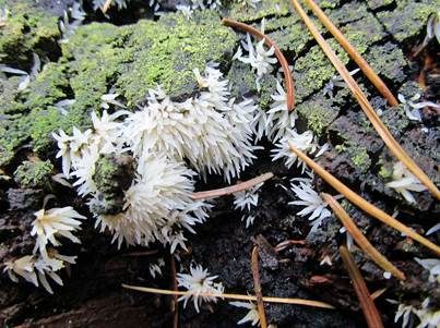Weißes Stachelspitzchen, Foto 2