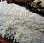Weißes Stachelspitzchen, Foto 12