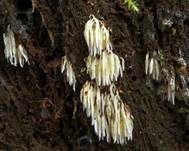 Weißes Stachelspitzchen, Foto 18