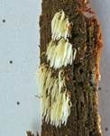 Weißes Stachelspitzchen, Foto 19