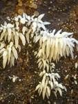 Weißes Stachelspitzchen, Foto 20