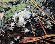 Weißes Stachelspitzchen, Foto 8