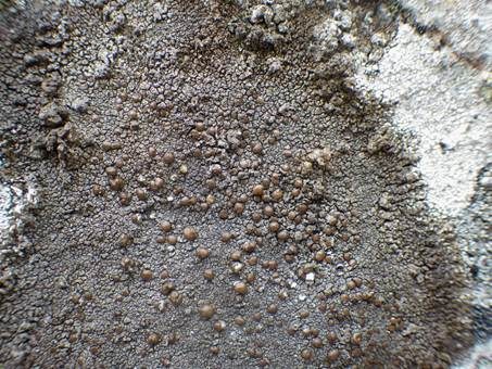 Braune Urschüsselflechte, Foto 4