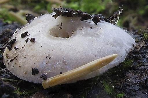Weißfilz-Stummelfüßchen, Foto 3