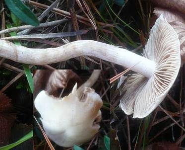 Weißfleischiger Fälbling, Foto 2