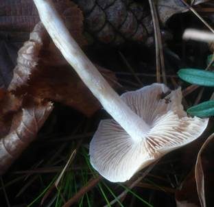 Weißfleischiger Fälbling, Foto 3