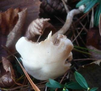 Weißfleischiger Fälbling, Foto 5
