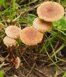 Weißflockiger Kahlkopf, Foto 14