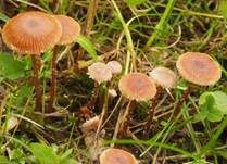 Weißflockiger Kahlkopf, Foto 5
