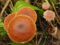 Weißflockiger Kahlkopf, Foto 6