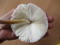 Weißflockiger Schirmling, Foto 12