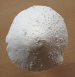 Weißflockiger Schirmling, Foto 6