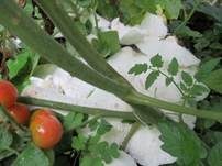 Weißflockiger Schirmling, Foto 7