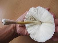 Weißflockiger Schirmling, Foto 8