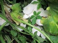 Weißflockiger Schirmling, Foto 11