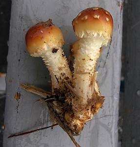 Weißflockiger Schüppling, Foto 2