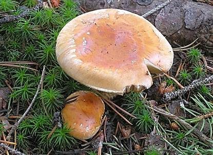 Weißflockiger Schüppling, Foto 3