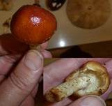 Weißflockiger Schüppling, Foto 12