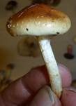 Weißflockiger Schüppling, Foto 14