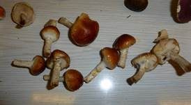 Weißflockiger Schüppling, Foto 16