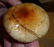 Weißflockiger Schüppling, Foto 17