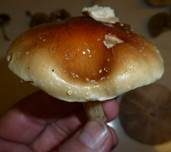 Weißflockiger Schüppling, Foto 18