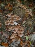 Weißflockiger Schüppling, Foto 20