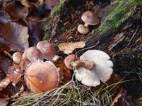 Weißflockiger Schüppling, Foto 21