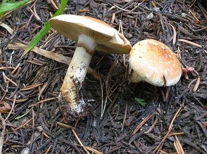 Weißflockiger Schüppling, Foto 4