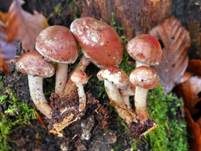 Weißflockiger Schüppling, Foto 23