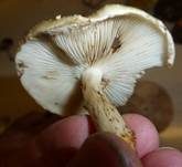 Weißflockiger Schüppling, Foto 24