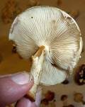 Weißflockiger Schüppling, Foto 6