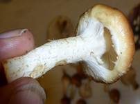 Weißflockiger Schüppling, Foto 7