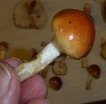 Weißflockiger Schüppling, Foto 8