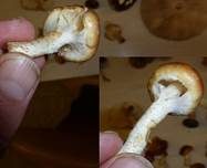 Weißflockiger Schüppling, Foto 9