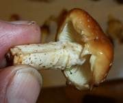Weißflockiger Schüppling, Foto 11