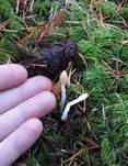 Weißfüßiges Pustelkeulchen, Foto 2