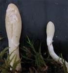 Weißfüßiges Pustelkeulchen, Foto 4