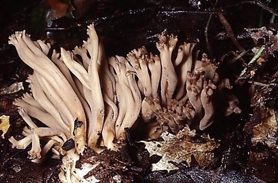 Braune Wiesenkeule, Foto 2