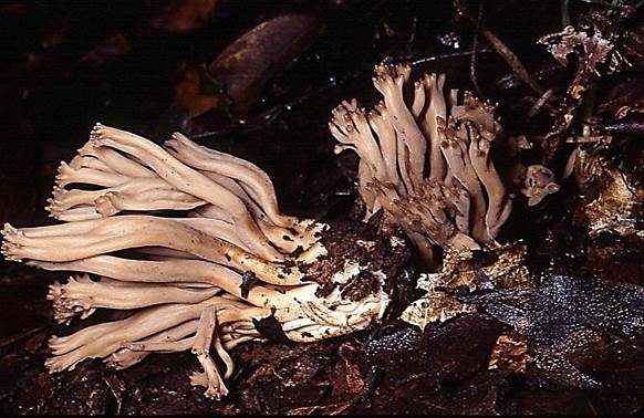 Braune Wiesenkeule, Foto 3