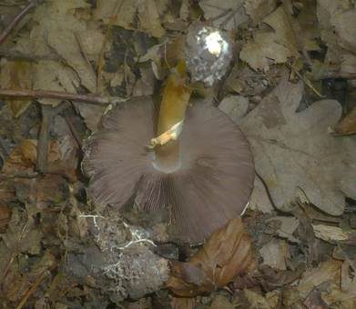 Weißgelblicher Zwergchampignon, Foto 2