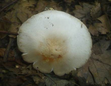 Weißgelblicher Zwergchampignon, Foto 3
