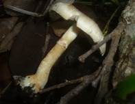 Weißgelblicher Zwergchampignon, Foto 4