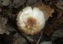 Weißgelblicher Zwergchampignon, Foto 6