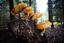 Weißgenatterter Häubling, Foto 16