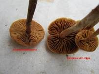 Weißgenatterter Häubling, Foto 9