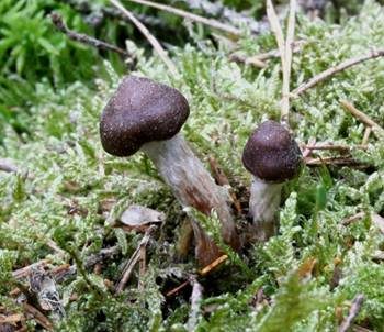 Weißgenatterter Wasserkopf, Foto 4